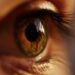 Close-up of a brown-colored eye