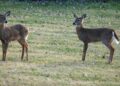 2 young Whitetail doe