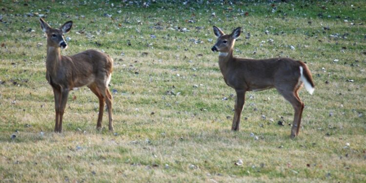 2 young Whitetail doe