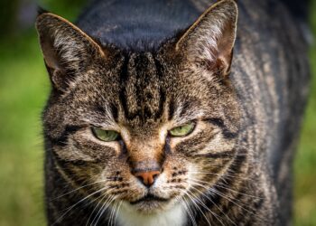 This is Archie, our tabby cat who, despite being quite loving, has the ability to look completely evil!