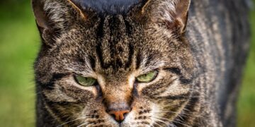 This is Archie, our tabby cat who, despite being quite loving, has the ability to look completely evil!