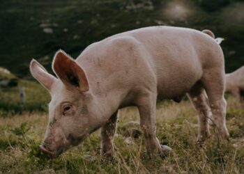 swiss mountain pig