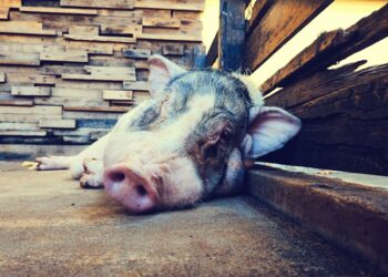 the pig is sleeping in the barn