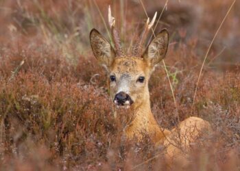 Roedeer