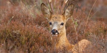 Roedeer