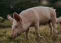 swiss mountain pig