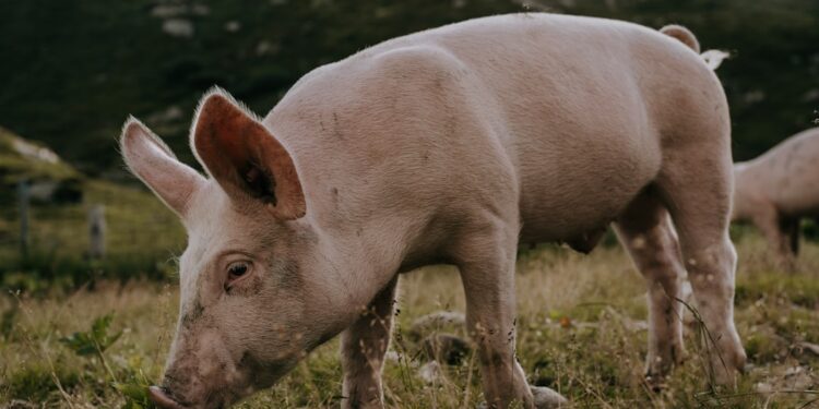 swiss mountain pig