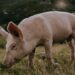 swiss mountain pig