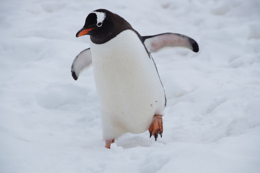 gentoo penguin, antarctica