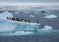Pinguïns als gevoelige graadmeters voor de opwarming van de aarde