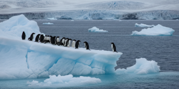 Pinguïns als gevoelige graadmeters voor de opwarming van de aarde