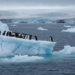 Pinguïns als gevoelige graadmeters voor de opwarming van de aarde