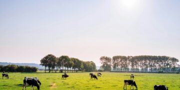 Koeien in een Nederlandse wei